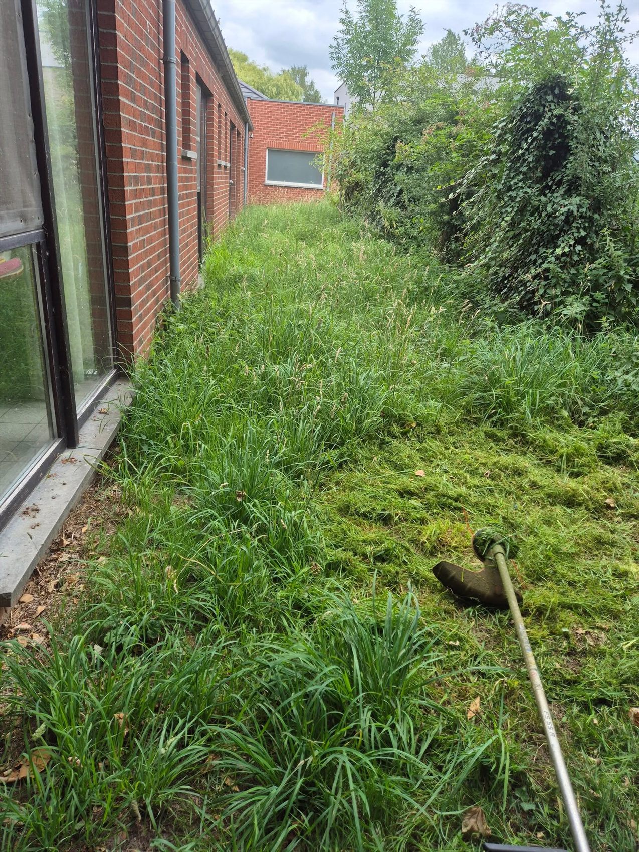 Avant : herbes hautes le long de la maison