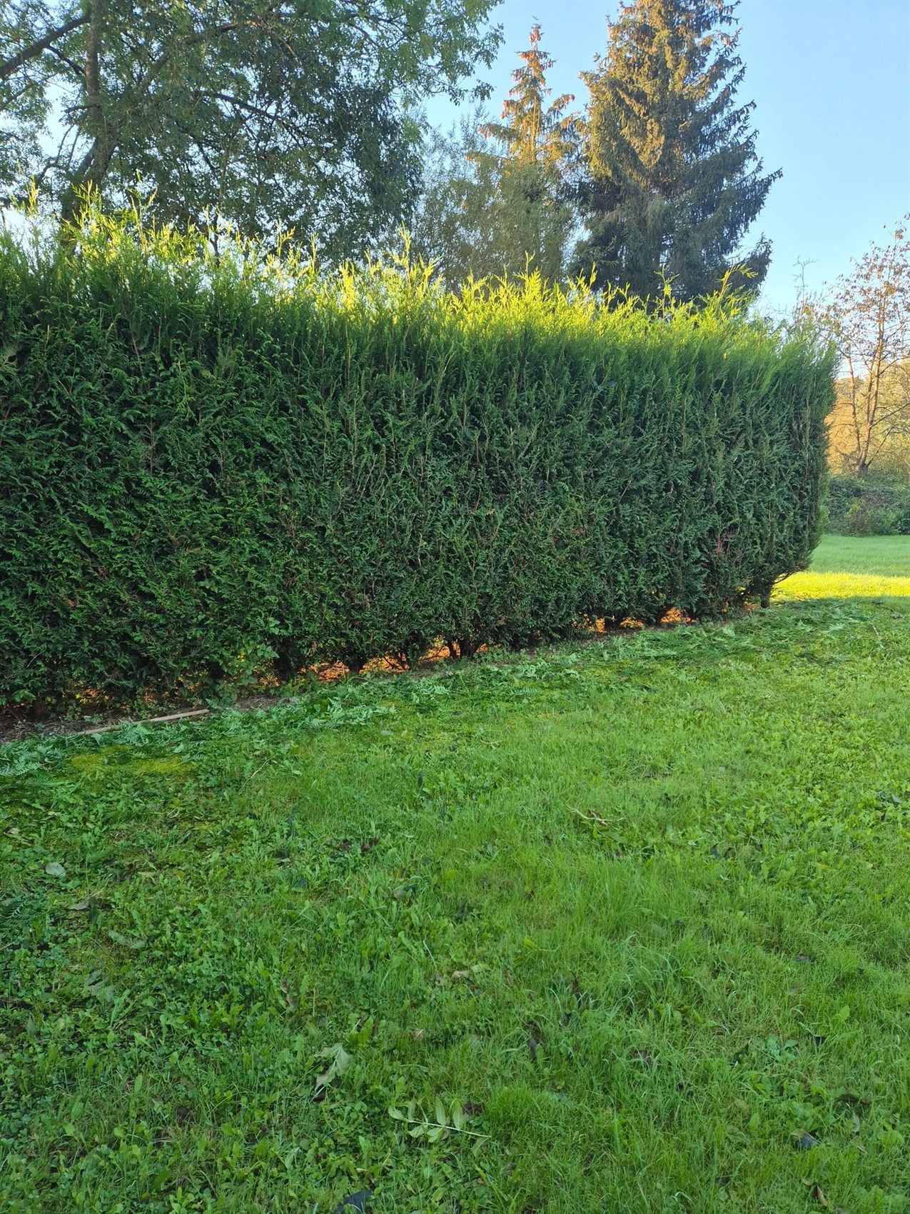 Haie de thuyas parfaitement taillée